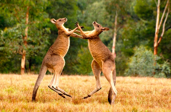 Австралия: как готовиться ко встрече с кенгуру