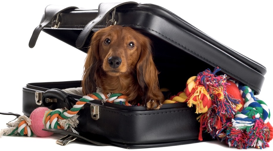 dog travel